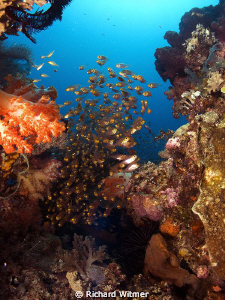 Soft coral and fish.  G9/DS160s/Wide Angle Lens. by Richard Witmer 